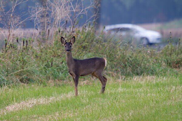 animal-near-road-car-accident